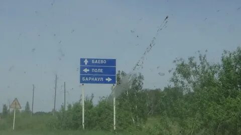Погода баево алтайского на неделю