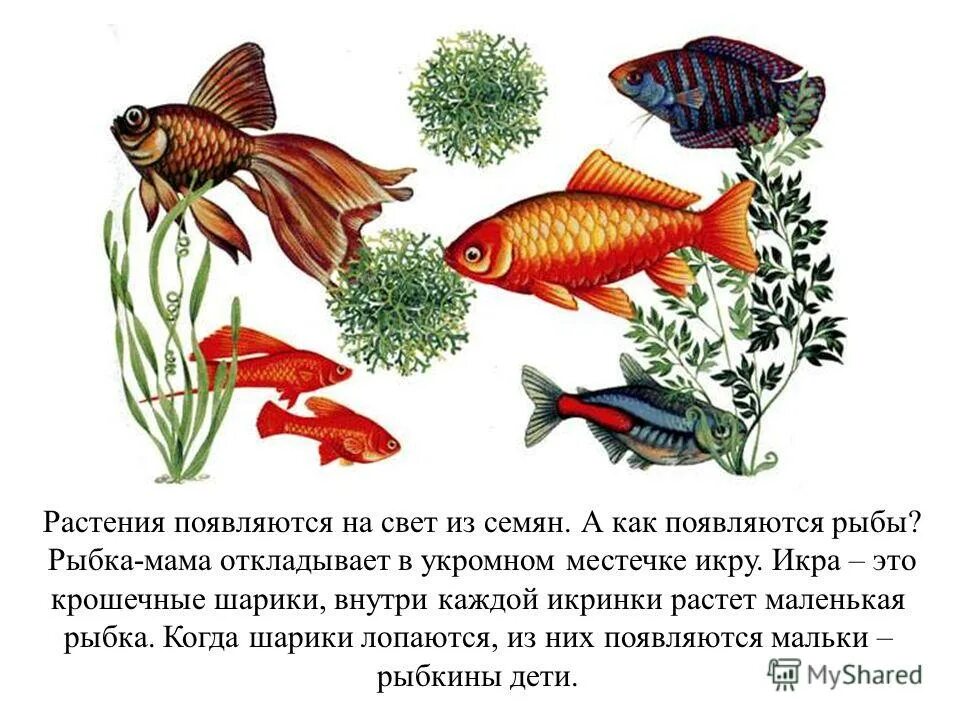 Рыбы пресных водоемов. Чешуя рыбы рыба. Рыба мечет икру. Костистые костно хрящевые двоякодышащие. Пиранья краткое описание.