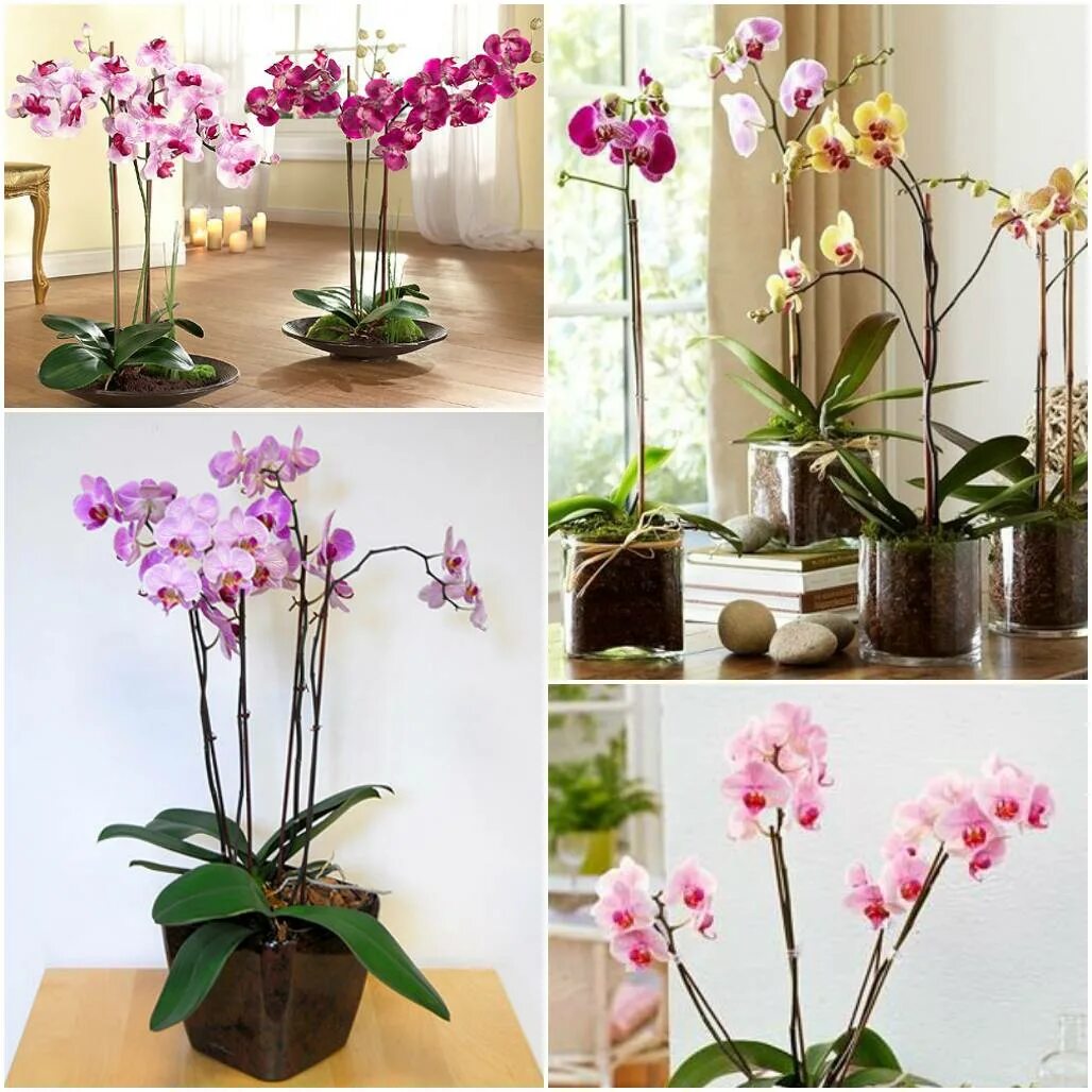 Орхидея уход после покупки. Цветок Орхидея фаленопсис. Фаленопсис amadora. Орхидея в домашних условиях. Цветы комнатные Орхидея.