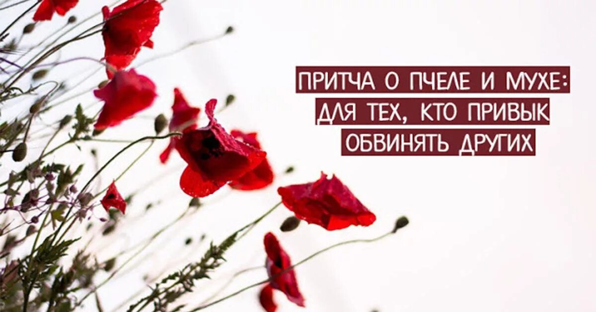 Притча про муху и пчелу. Притча о пчеле и мухе для тех кто привык обвинять других. притча о пчеле. притча о мухе и пчеле паисий святогорец. притча о мухе.