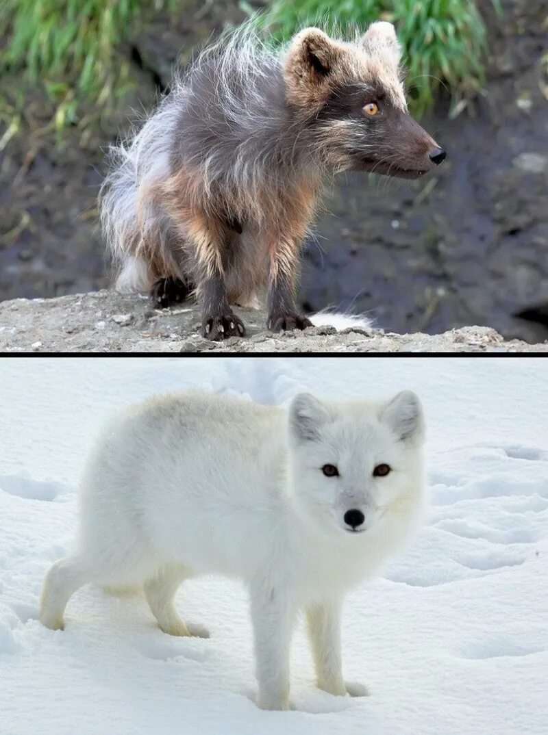 Песец зимой и летом. Песец Полярная лиса. Берингийский песец. Песец Курильский. Песец Арктическая лиса.