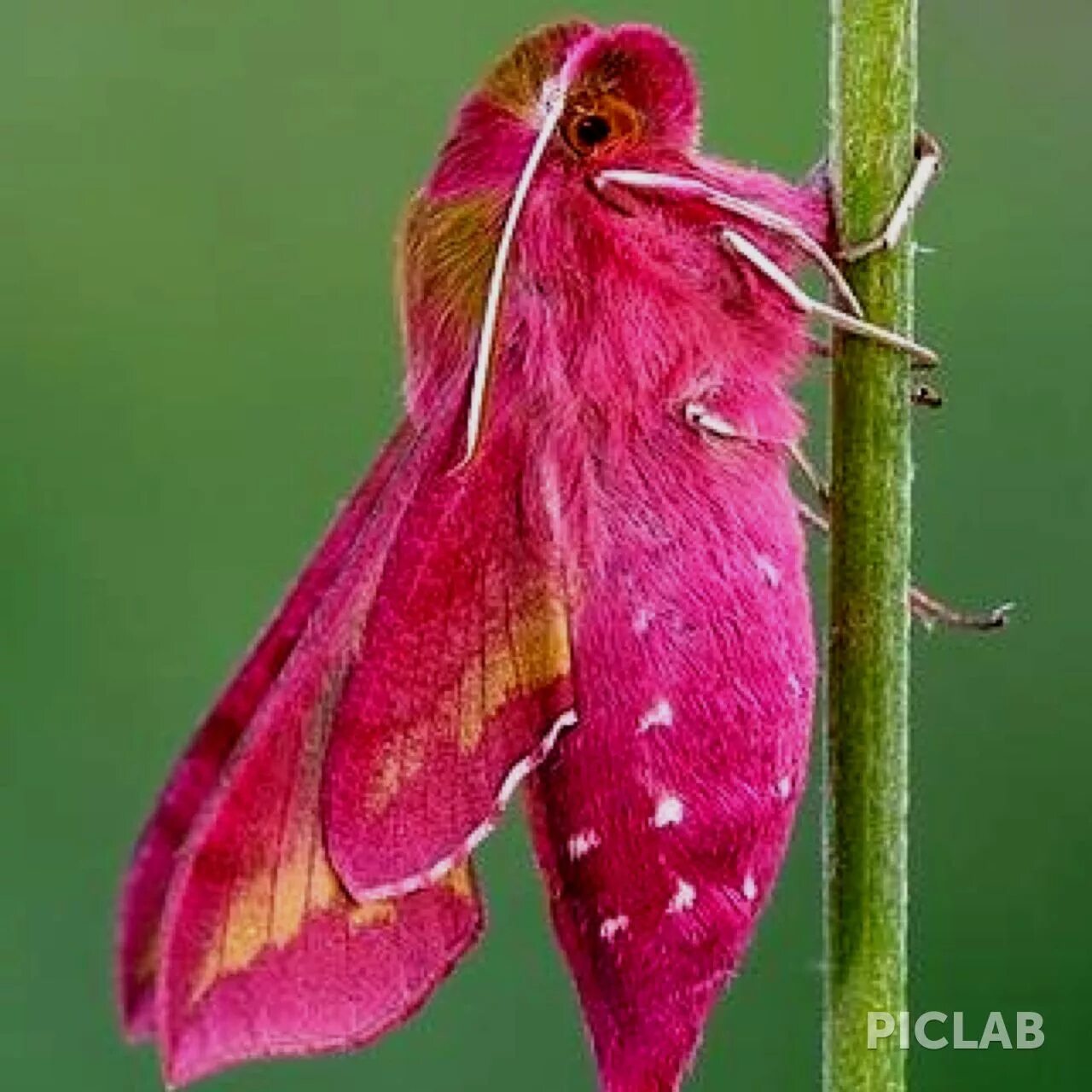 Розовая моль. Dryocampa rubicunda гусеница. Кленовая бабочка Dryocampa rubicunda. Розовый мотылек. Розовая Кленовая бабочка.