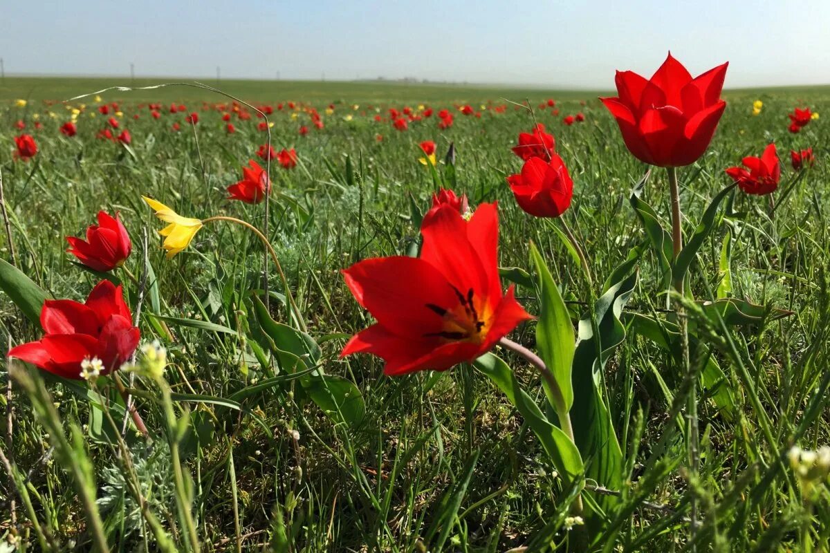 Красота тюльпанов цветущих в степи