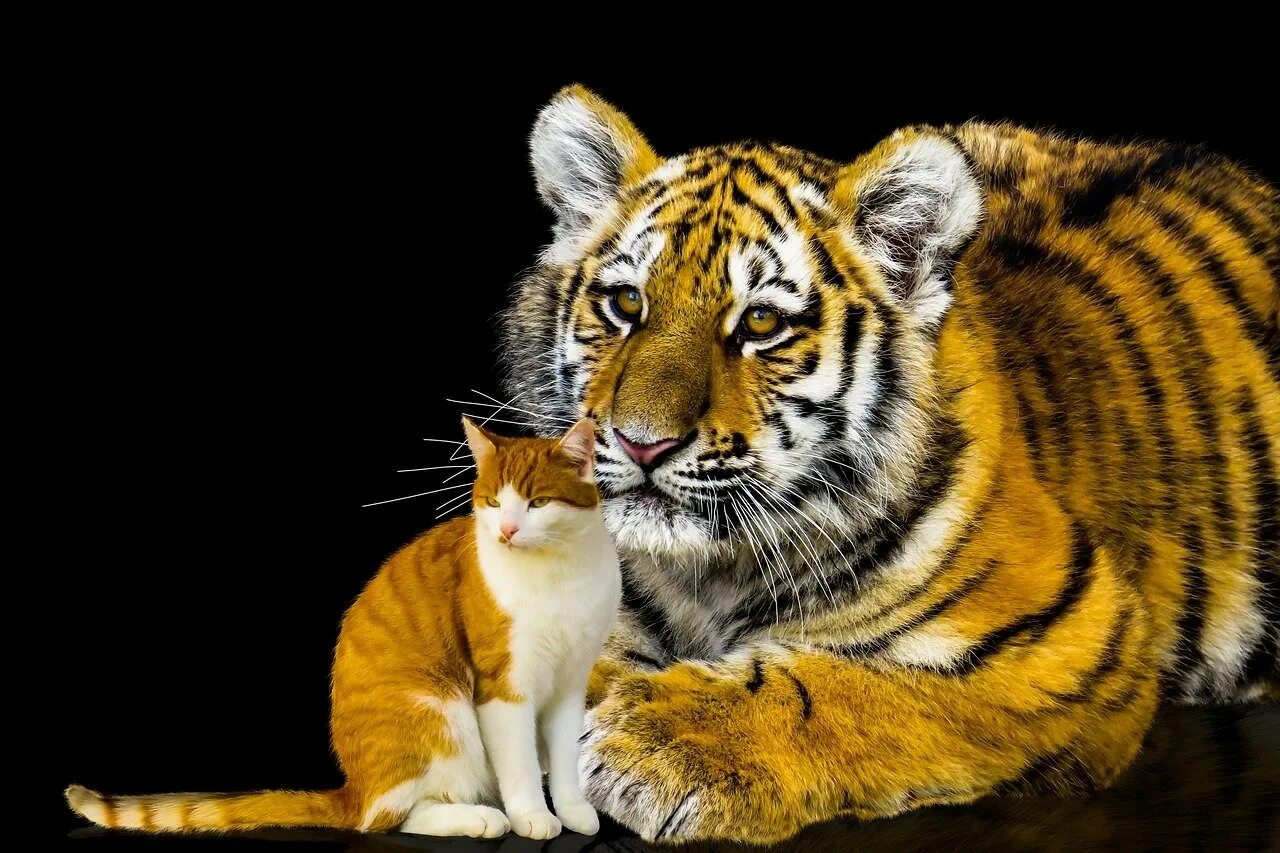 Тигр лев кот. Тойгер. тигр. тигр и кошка. тигр с тигренком.