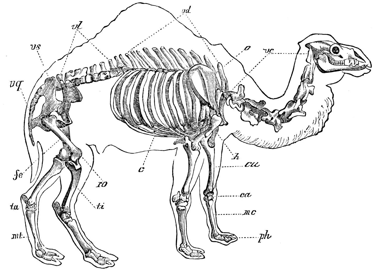 Скелет верблюда двугорбого. Верблюд двугорбый анатомия скелета. Скелет верблюда строение. Пищеварительная система верблюда. Система парнокопытных