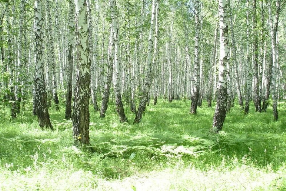 Памятники природы тюменской области. Парк имени Гагарина Тюмень. Лесопарк имени Гагарина Тюмень. Гагаринский парк Тюмень. Парк ю Гагарина Тюмень.