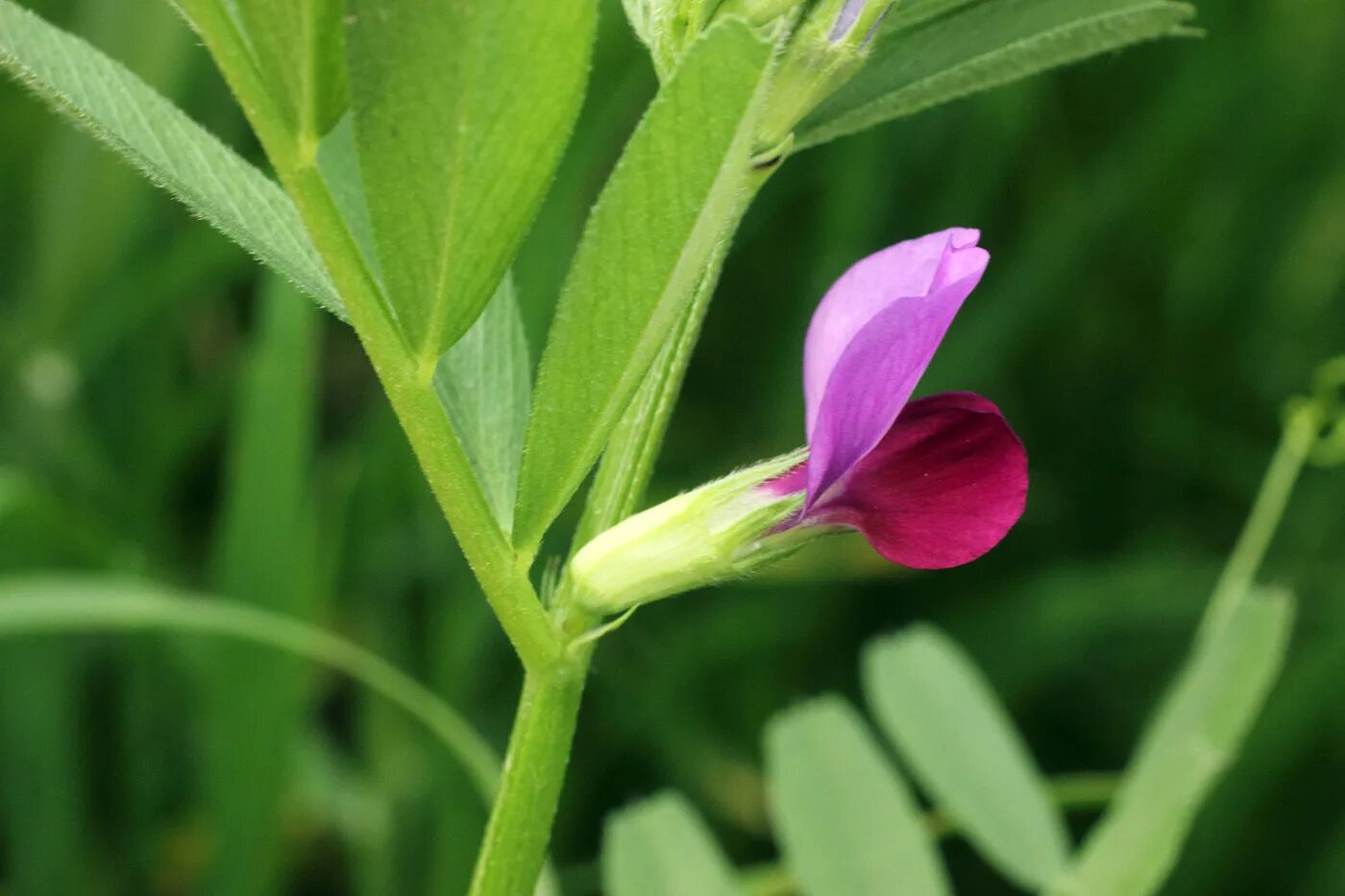 Как в яндексе определить растение по фото. Вика посевная --- vicia sativa. вика растение бобовых. вика яровая цветы. горошек посевной.
