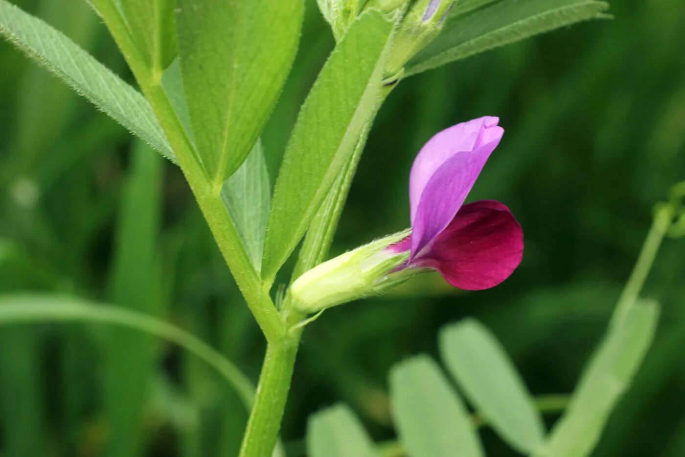 Plant wiki. Вика Яровая цветы. Вика бобовые. Вика посевная растение. Вика растение бобовых.