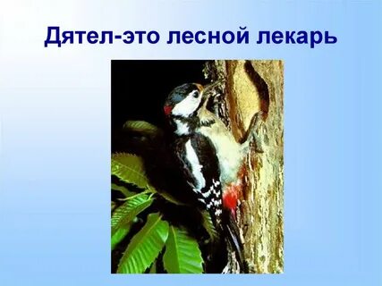 Дятла называют лесным доктором потому что