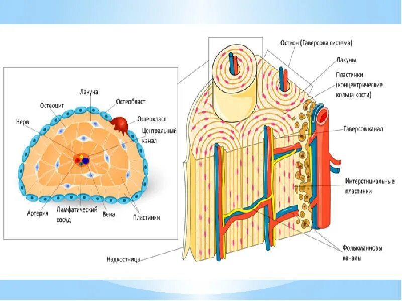 Костная ткань гаверсов канал. Строение остеона костная ткань. Строение остеона гистология. Остеон состоит из остеоцитов. Остеон ткань
