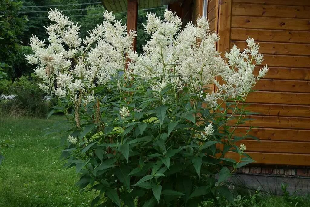 Горец изменчивый фото. Горец Персикария изменчивый. Горец полиморфный. Растение Горец изменчивый. Горец метельчатый куст.