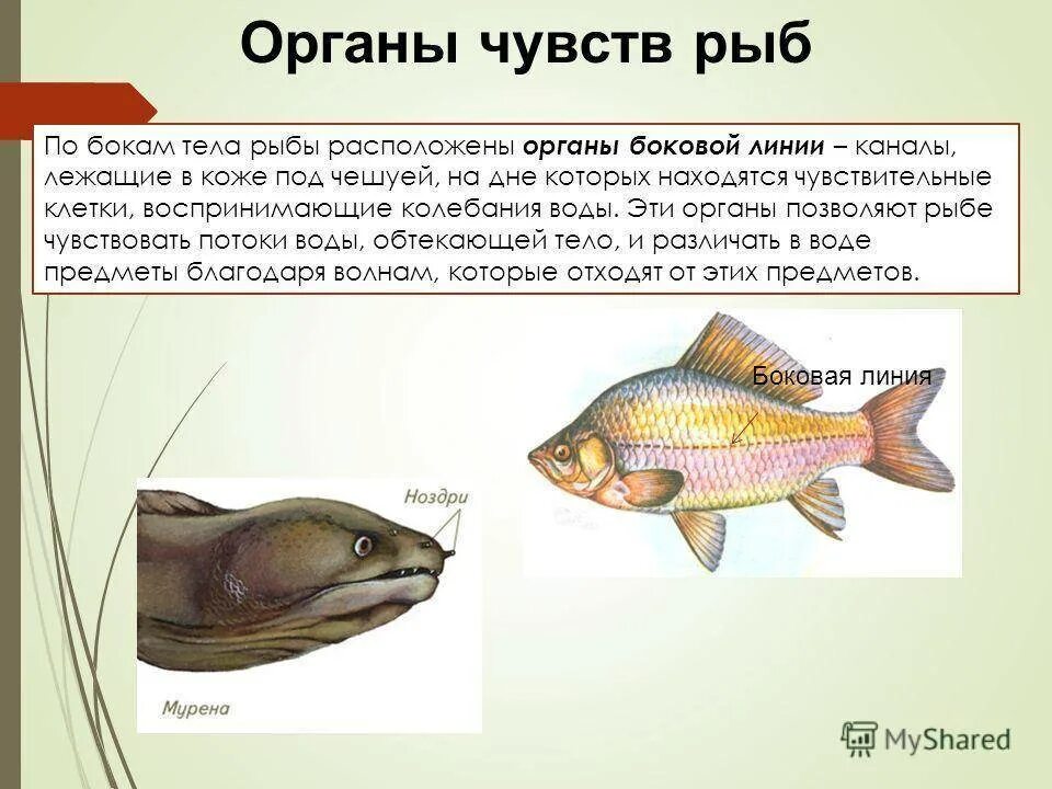 Боковая линия у рыб. Строение боковой линии у рыб. Органы чувств рыб. Органы боковой линии.