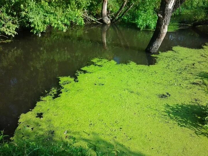 Зарастание пруда ряской увеличение численности мальков рыб. Ряска болотная. пруд ряска болотная. ряска малая. болото с ряской.