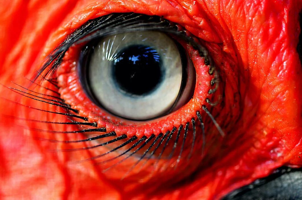 Разнообразие глаз. Кафрский рогатый ворон ресницы. Удивительные глаза животных. Глаза животных макро. Макросъемка глаза.