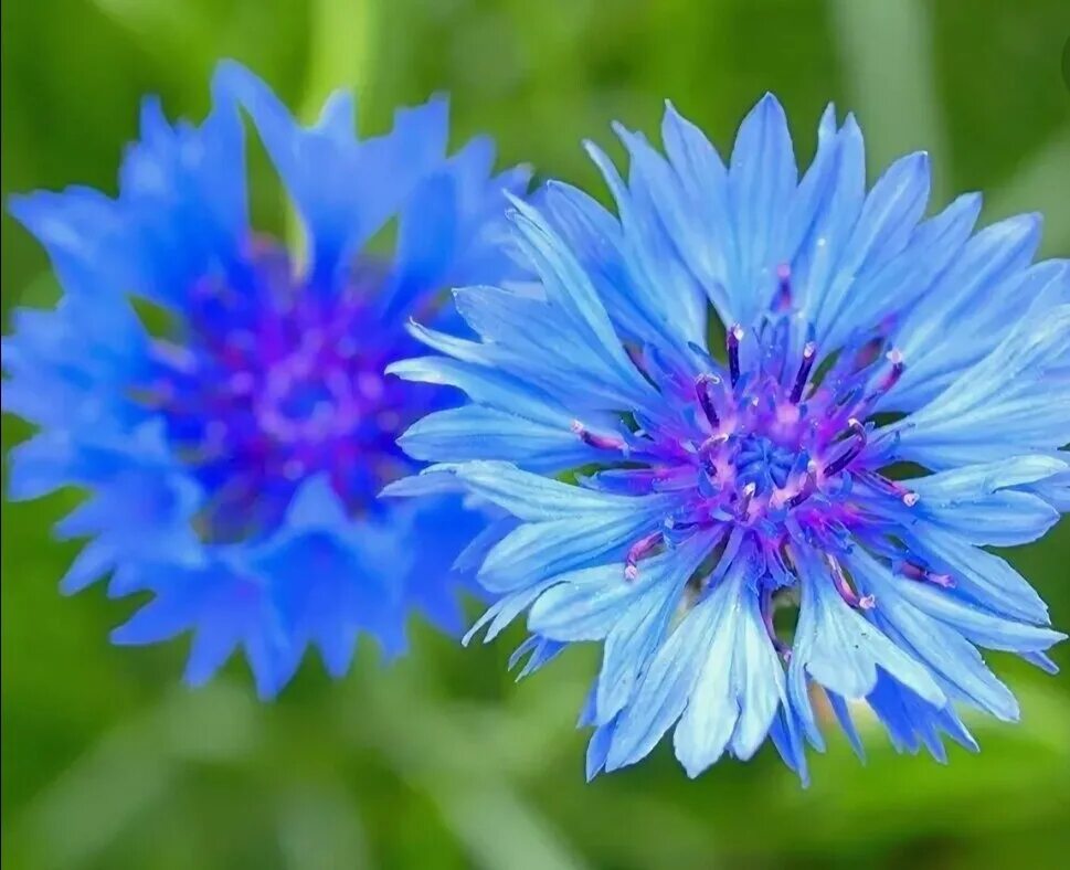 Василек а над. Василек Волошка. Василек синий (Centaurea cyanus). Василек гребенчатый. Василёк айастанский.