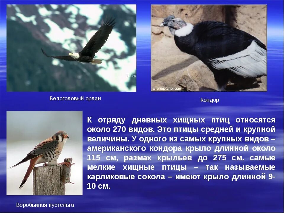 Какая птица является животным