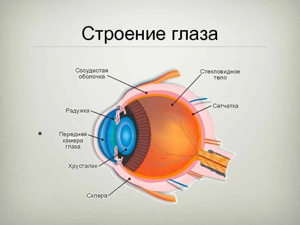 Функции периферического отдела зрительного анализатора. Строение периферического отдела зрительного анализатора глаза. Глазной анализатор строение и функции. Строение глаза человека схема.