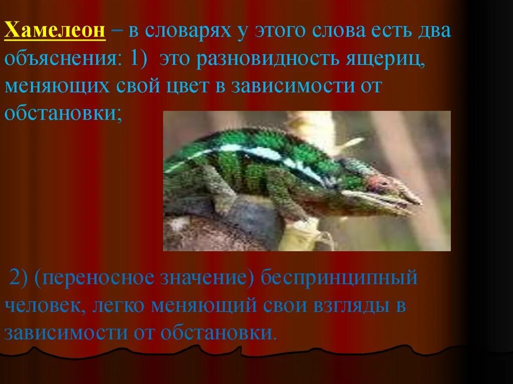 Хамелеон ответы на вопросы. Хамелеон доклад. Сочинение про хамелеона. Особенности хамелеона. Хамелеон презентация.