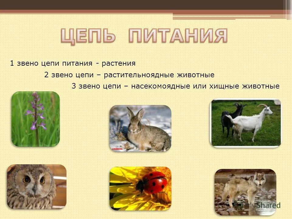 Цепь питание лесных зверей. Схема пищевой цепи 3 класс. Экологические связи в сообществе. Цепь выедания и цепь разложения. Растительная цепь питания.