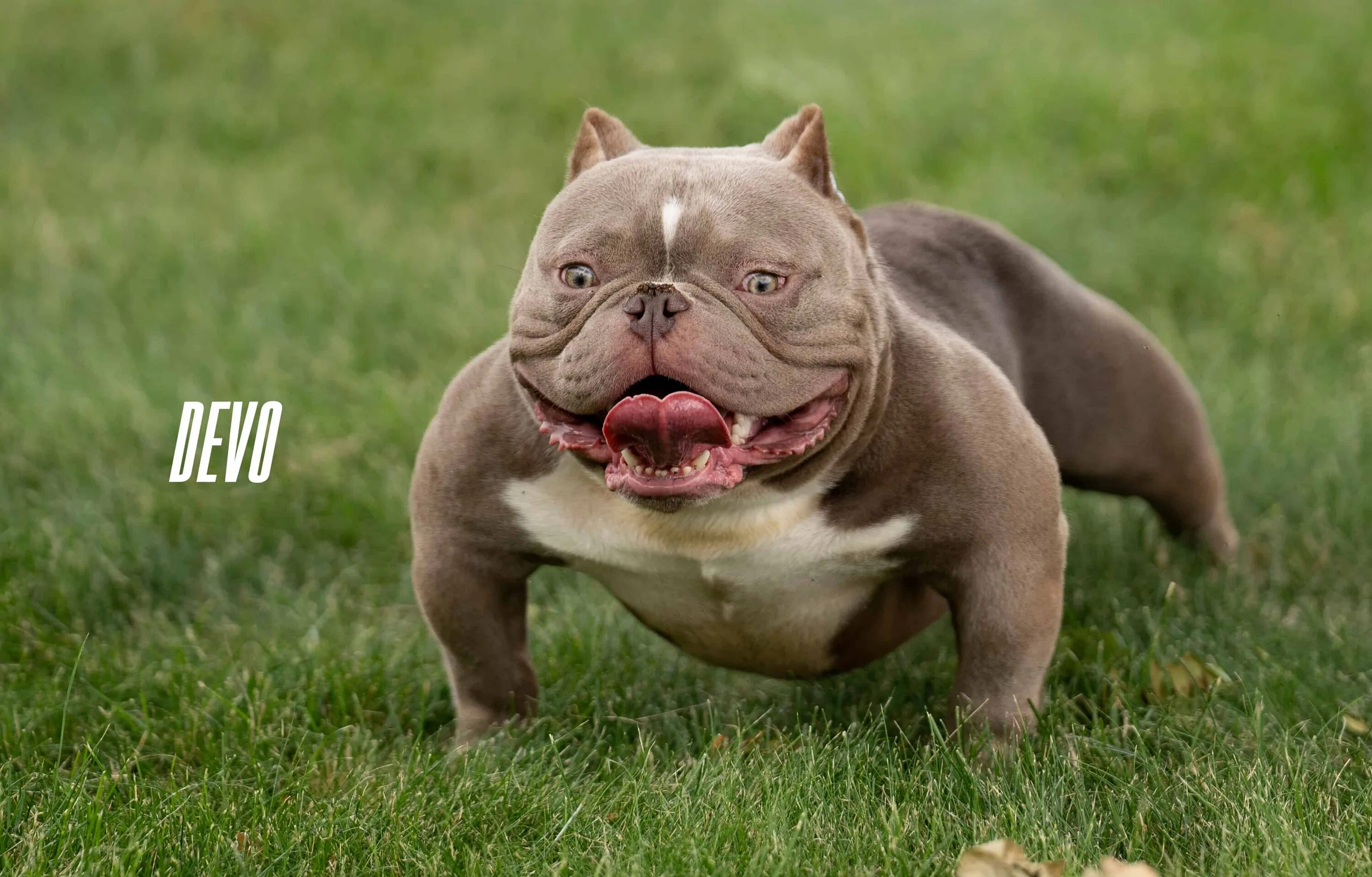 Pedigree of dog THEBULLYCAMPLINES 8 BALL of breed Американский булли