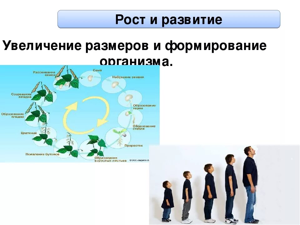 Рост и развитие. Развитие живых организмов. Формирование и рост организма. Формирование живых организмов.