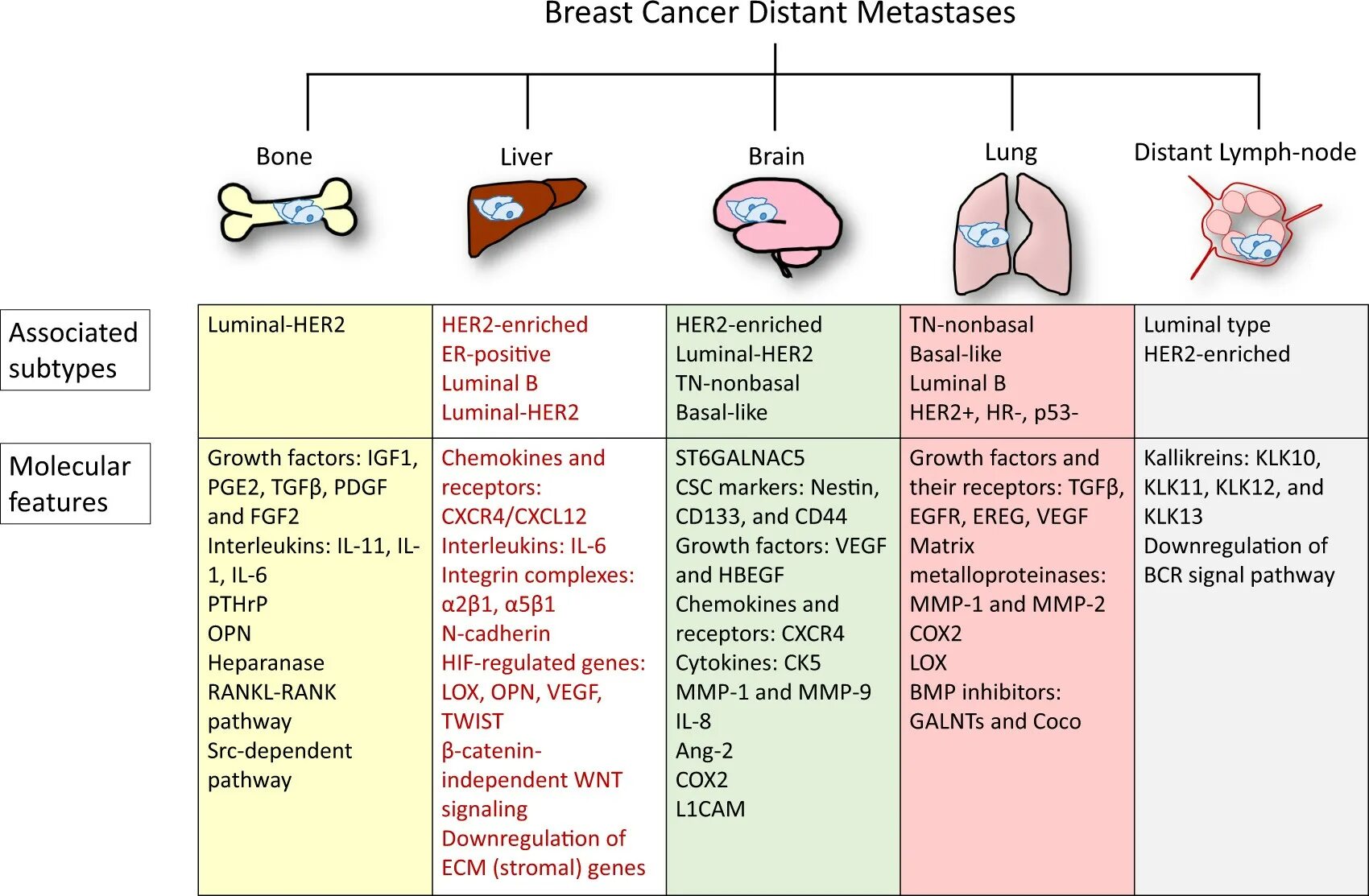 Breast Cancer. Метастазирование молочной железы. Этапы метастазирования опухоли.