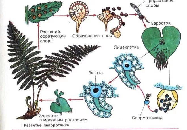 Фото где РАЗМНОЖЕНИЕ ПАПОРОТНИКОВ СПОРОФИТ
