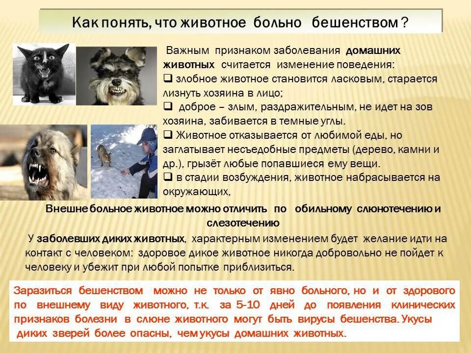 Собаки переносчики бешенства. Признаки собачьего бешенства у собак. Профилактика бешенства у животных. Собаки переносчики бешенства. Собаки переносчики бешенства.