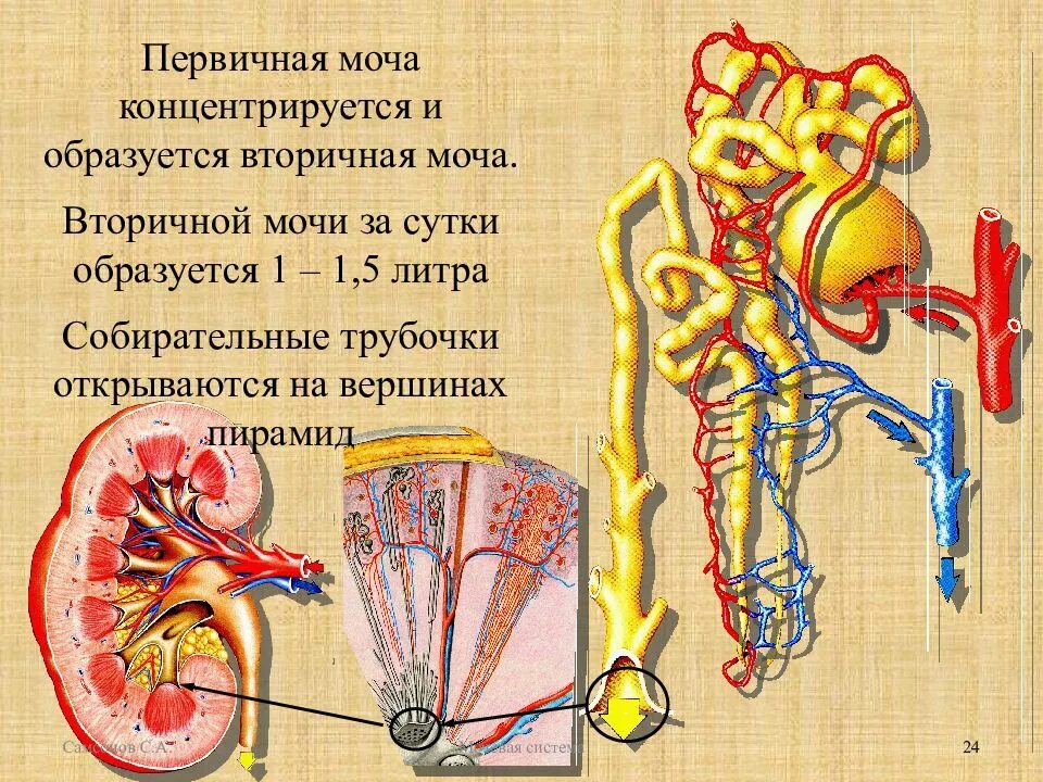 1 моча образуется в. Мочевыделительная система первичная и вторичная моча. вторичная моча. первичная моча. первичная моча образуется в.