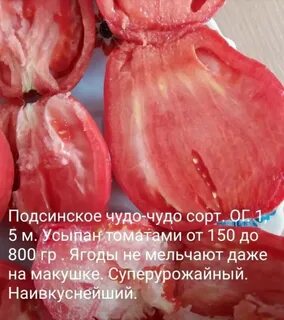 Сорт томата подсинское чудо