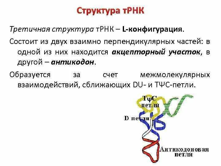 Первичная вторичная и третичная структура ТРНК. Структуры РНК первичная вторичная и третичная. Характеристика первичной вторичной и третичной структуры ТРНК. Третичная структура РНК.