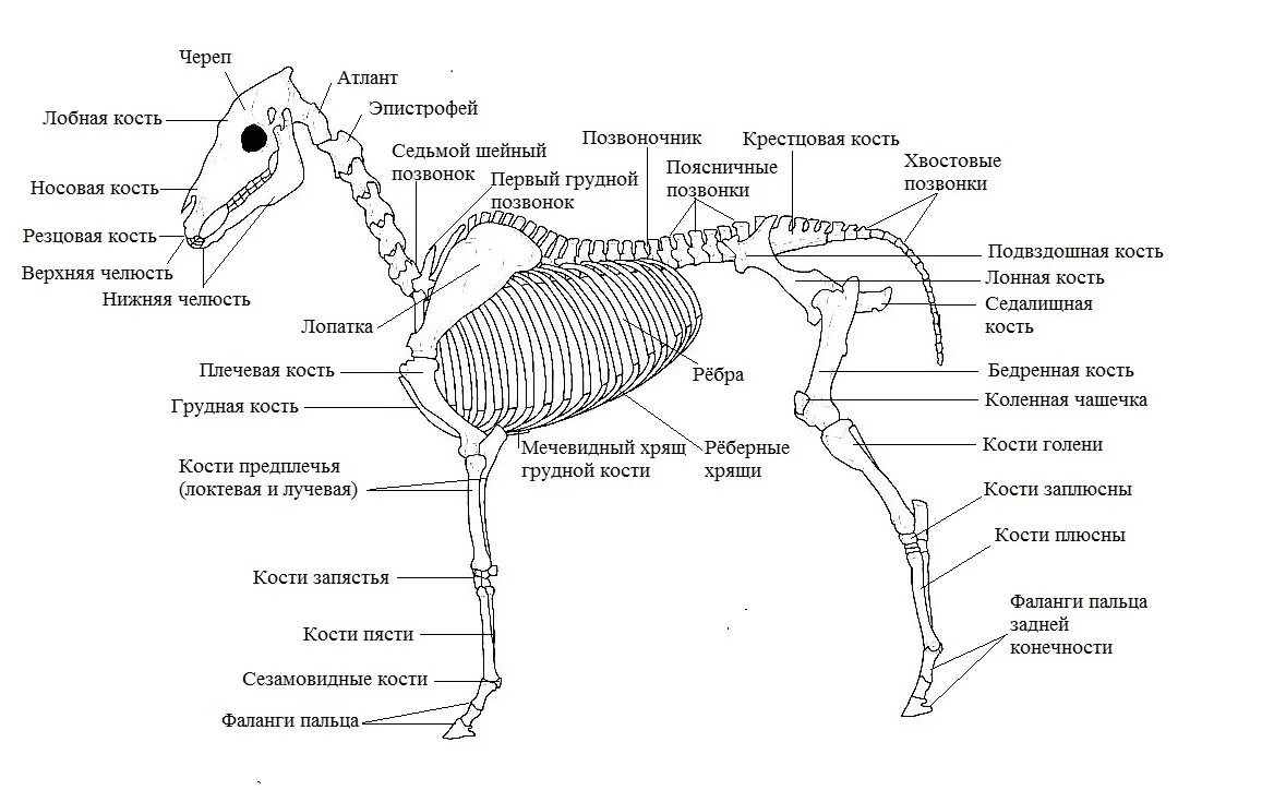 Хвостовой отдел в позвоночнике у млекопитающих. Скелет лошади строение. Строение скелета лошади анатомия. Скелет лошади с описанием костей. Осевой скелет лошади анатомия.