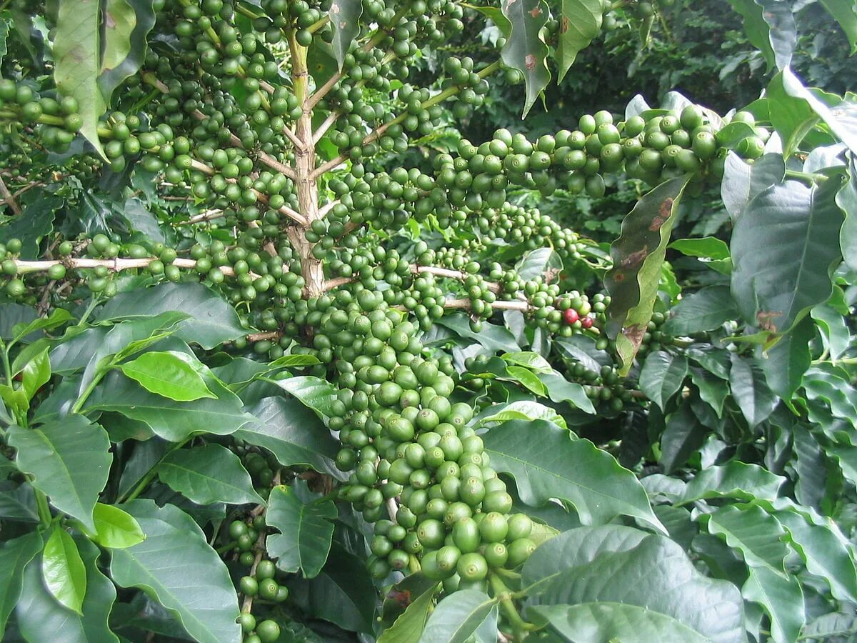 Кофе Аравийский Арабика. Coffea Arabica дерево. Coffea Arabica растение. Кофе аравийский растение