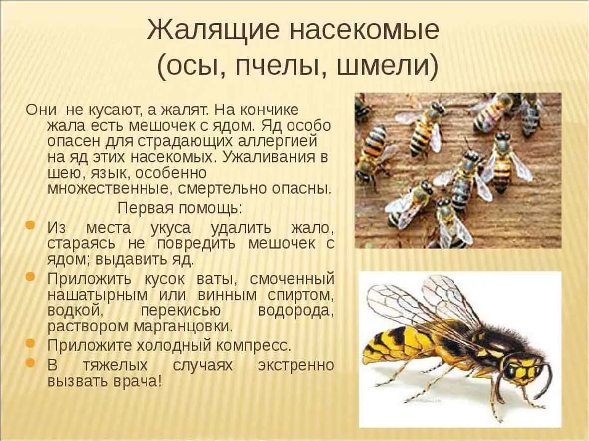 Насекомое пчела 2 класс. Атлас определитель осы пчелы Шмель. Насекомые осы пчелы шмели Шершни. Атлас-определитель 2 класс насекомые пчела. Жалящие насекомые атлас определитель 2.