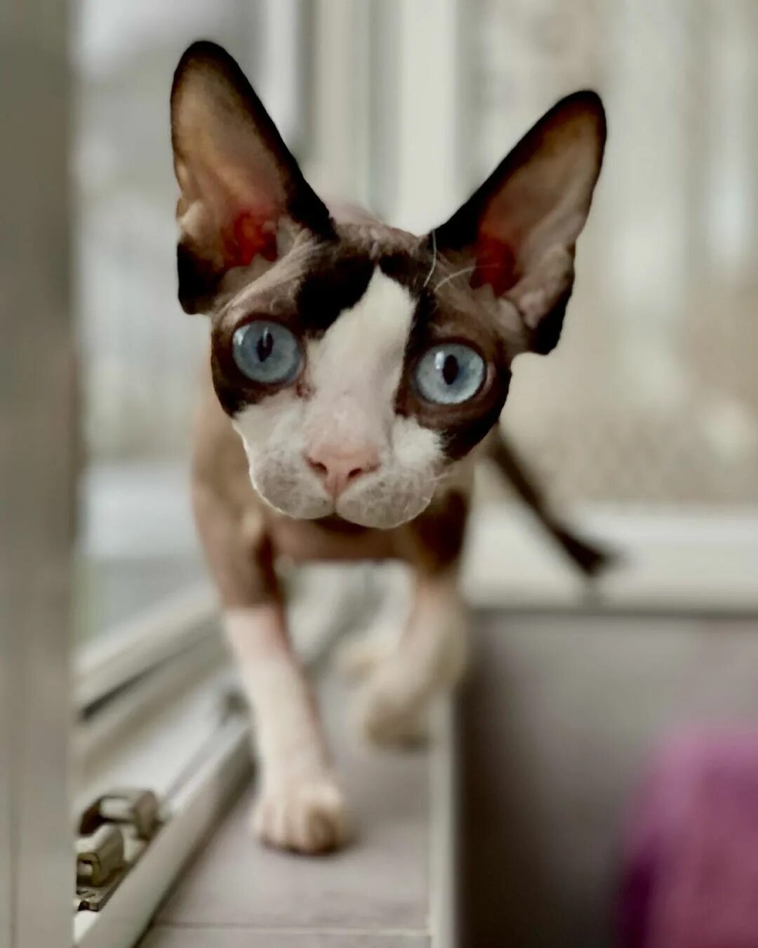 Кот добби. Кот добби