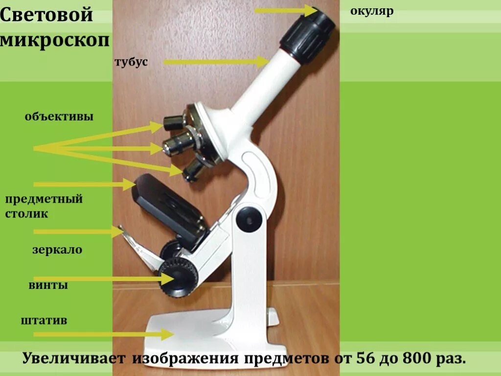 Тубус цифрового микроскопа. Микроскоп тубус, окуляр, винты. Что такое штатив в микроскопе биология 5. Окуляр микроскопа 100 кратный. Окуляр светового микроскопа.