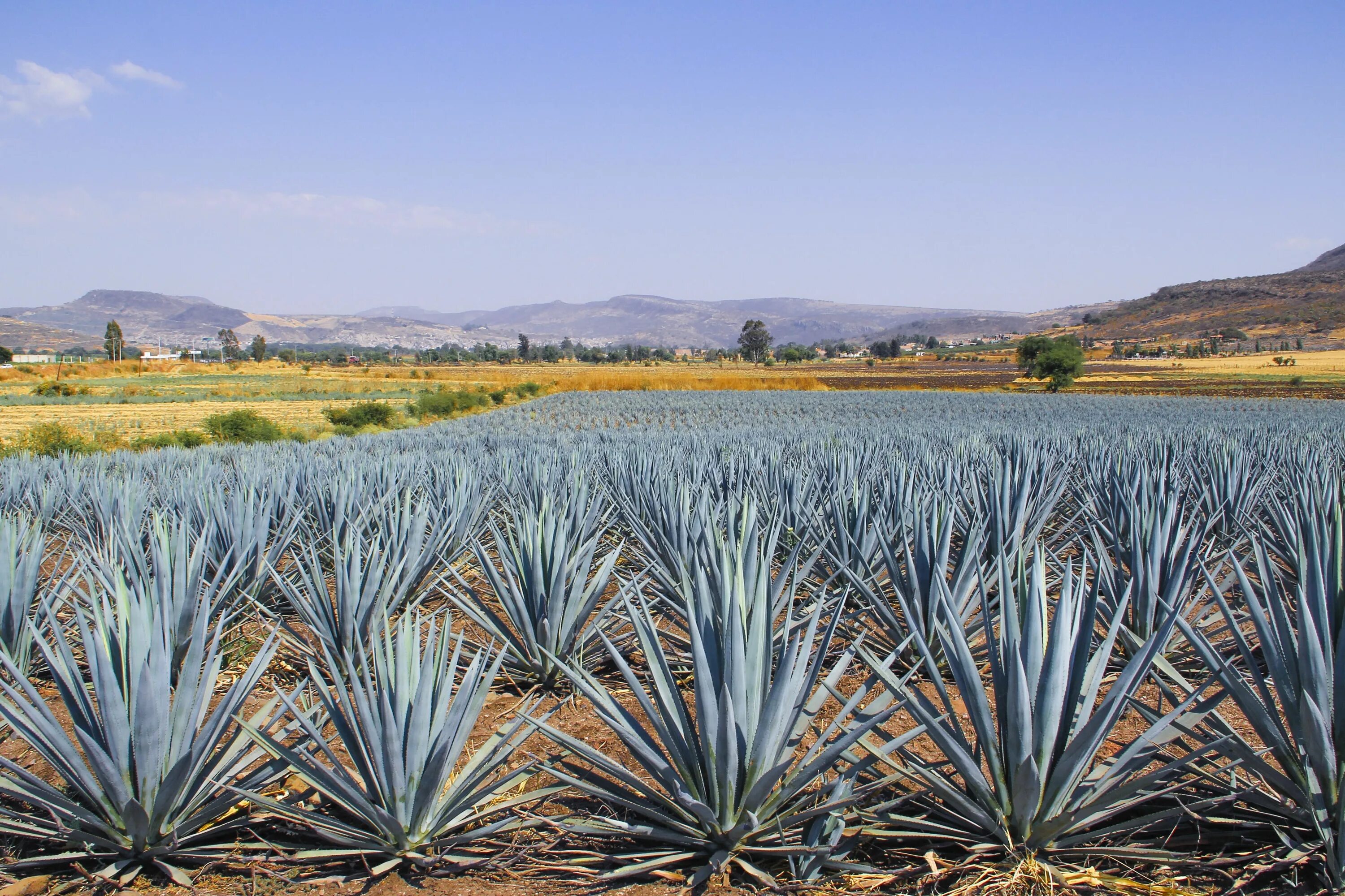 Текила agave. Текила Агава Мексика. Голубая Агава Мексика. Голубая Агава для текилы. Агава голубая растение.