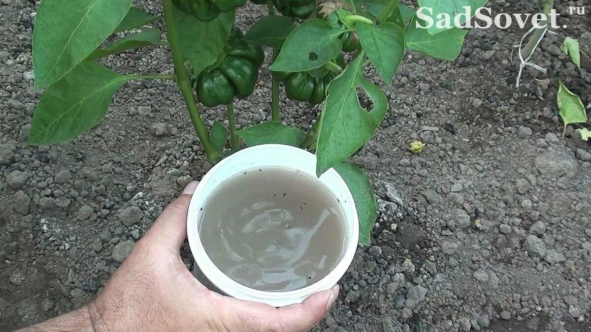 Зольный настой для томатов