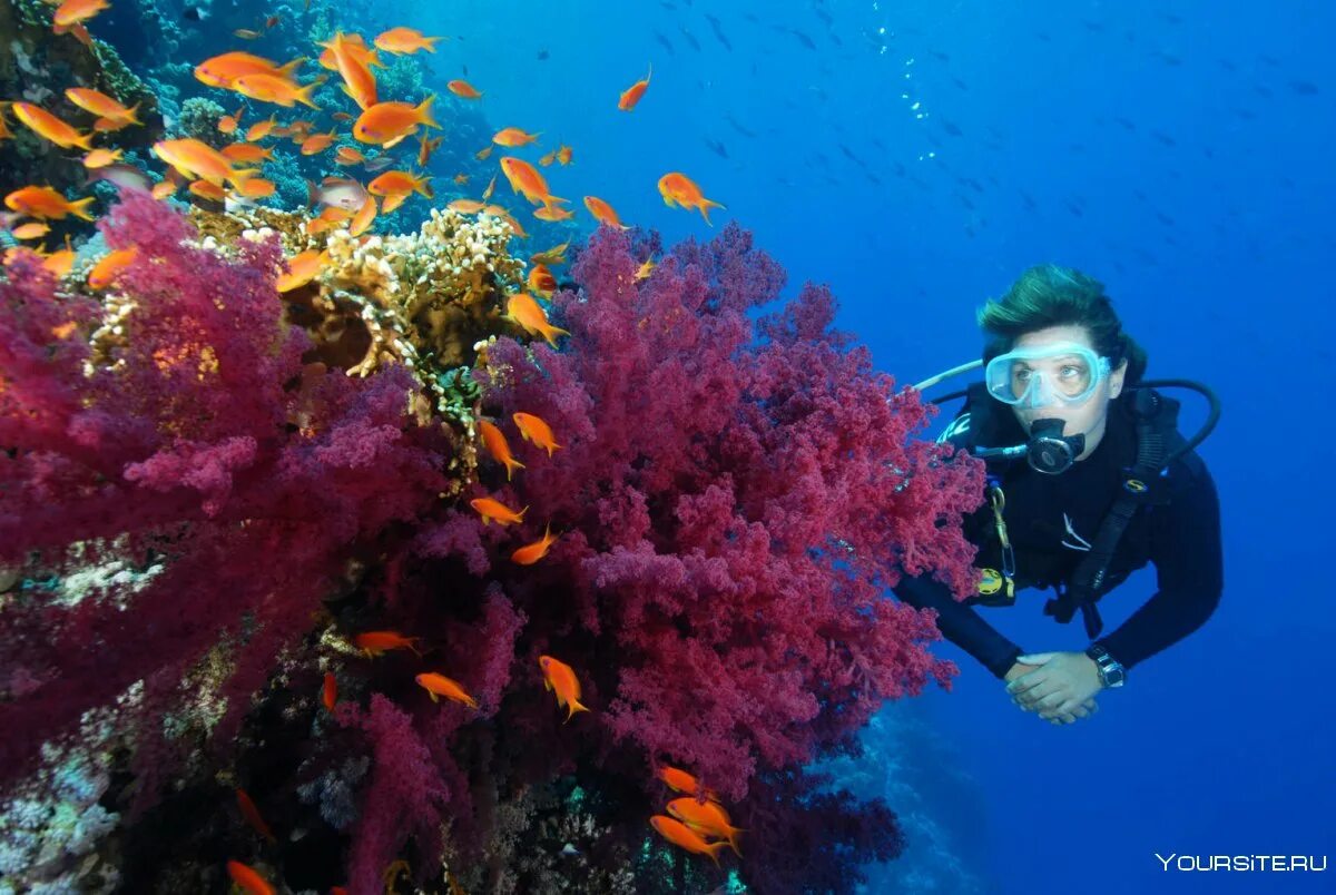 Дайвинг в египте шарм эль шейх. Шарм-эль-шейх diving. шарм-эль-шейх акваланг. шарм-эль-шейх море дайвинг. египет шармаль шейх море дайвинг.