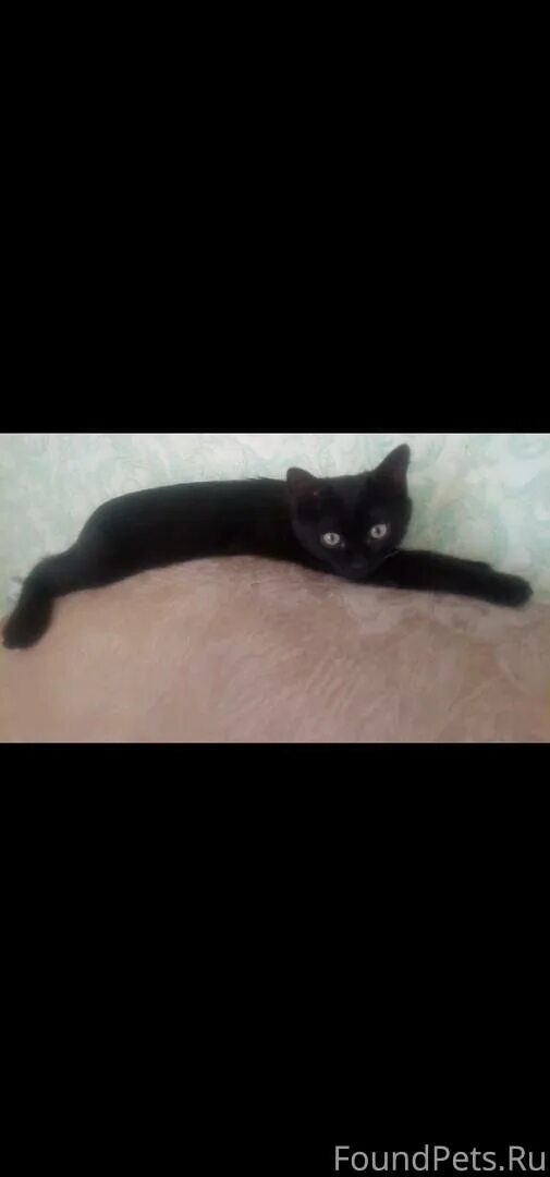 Под черным 18. Черный кот под диваном убери. Пропала кошка Козельск 2023. Картинки черных котов с белым пятном на шее.