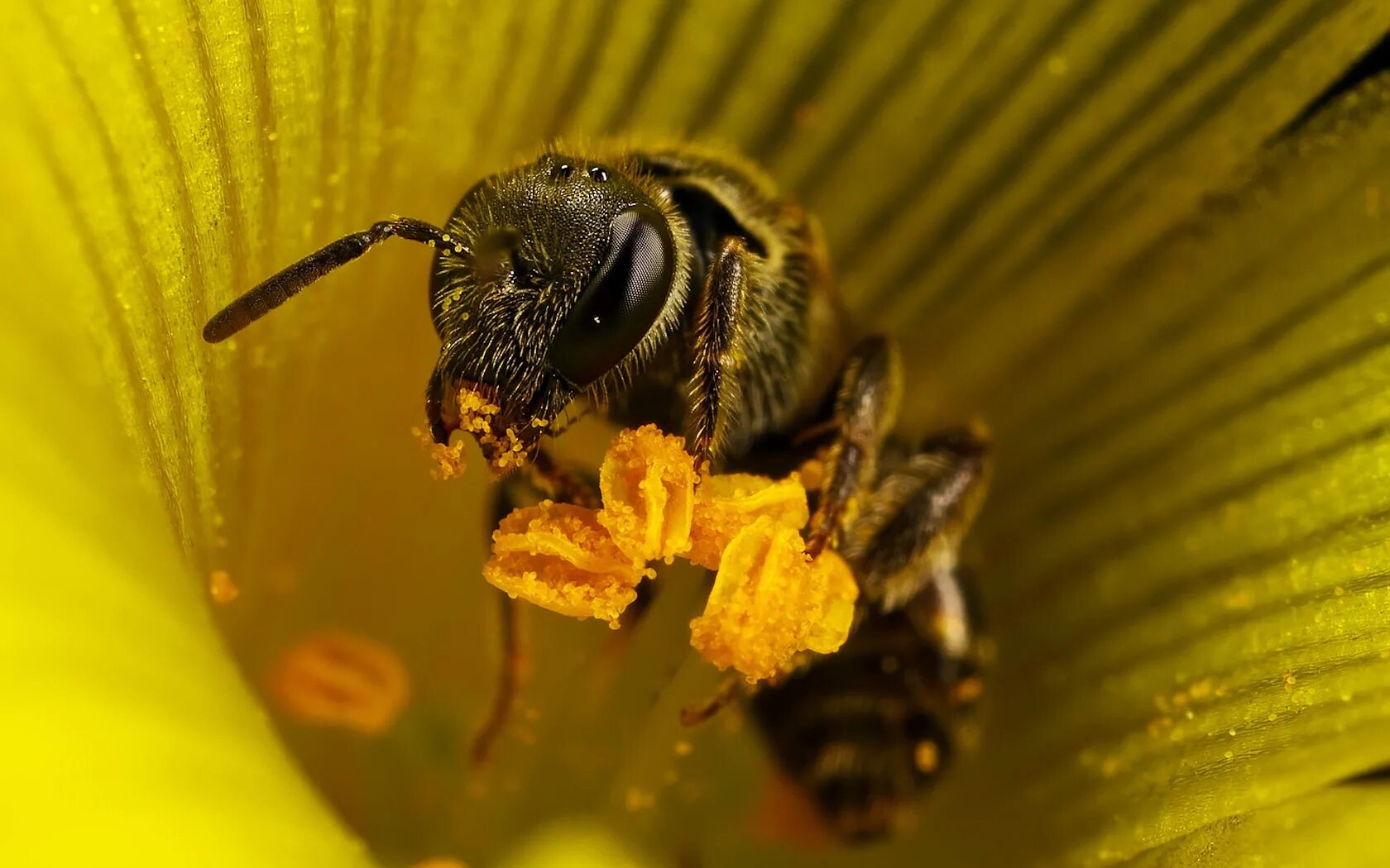 Пчела питается нектаром. Шмелиный Рой. Пчелиная пыльца (Bee pollen). Шмелиный улей. Пчела с нектаром.