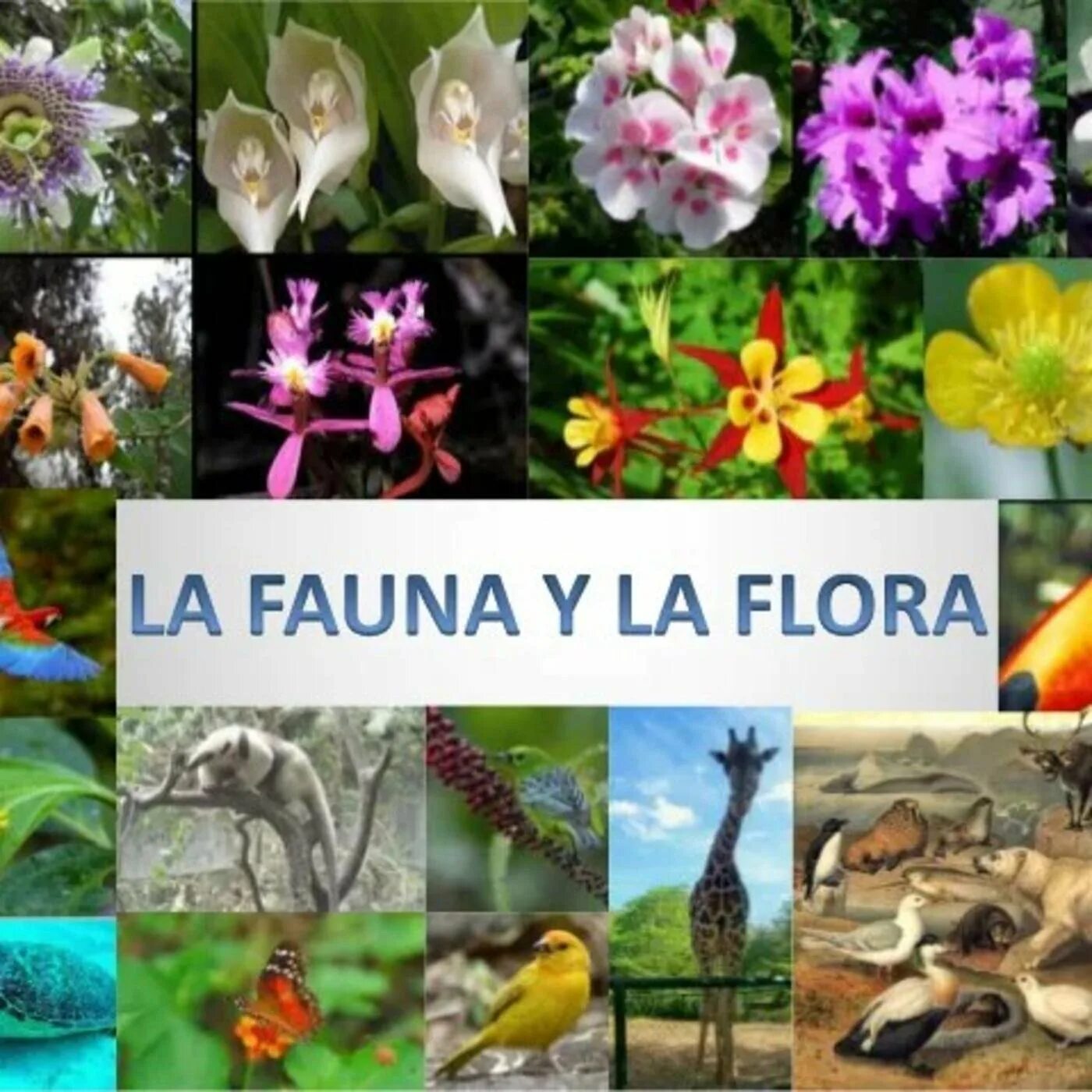 На разнообразие флоры и фауны влияют. Фауна растения.