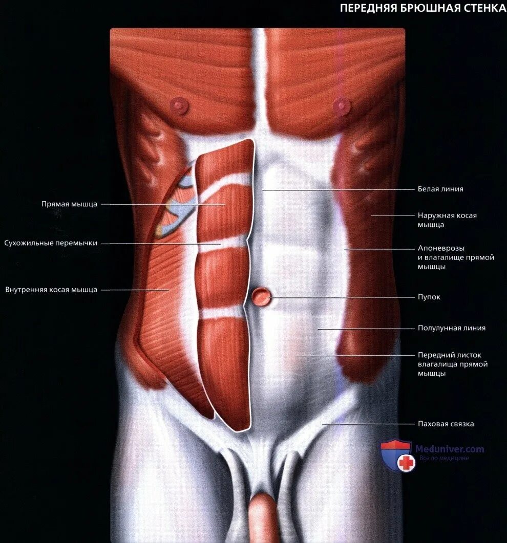Переднебоковая стенка живота мышцы. Апоневрозы мышц передней брюшной стенки. Мышцы живота апоневроз анатомия. Мышцы передней брюшной стенки живота анатомия. Толстая брюшная стенка