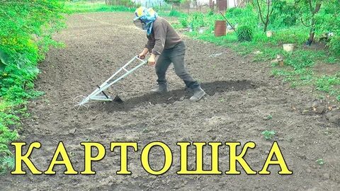 Посадка картошки вручную