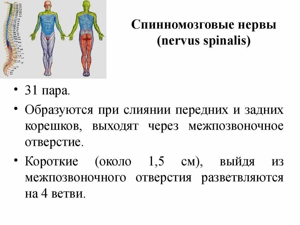 Спинномозговые нервы 31 пара. Спинномозговой нерв. Спинномозговые нервы nervus spinalis. Спинномозговые нервы образуются при слиянии.
