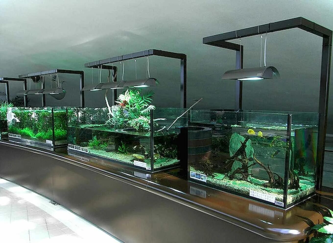 Отсадник нерестовик инкубатор. Разведение аквариума. Аквариумы для разведения рыбок. Рачки в аквариуме. Гуппи рыбки отсадник мальков.