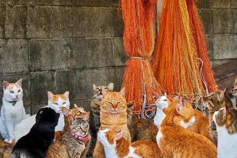 Cats around the world