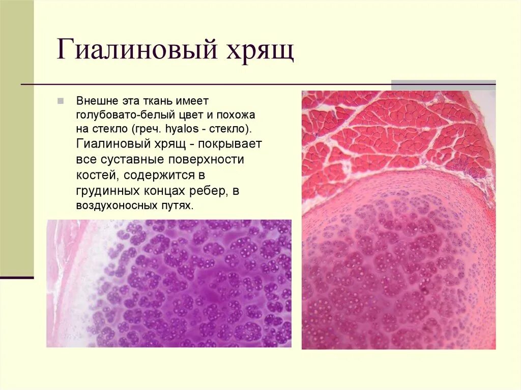 Суставный хрящ какая ткань. Функции гиалинового хряща гистология. Гиалиновый хрящ ткань функции. Гиалиновый хрящ ребра гистология. Гиалиновый хрящ строение и функции.