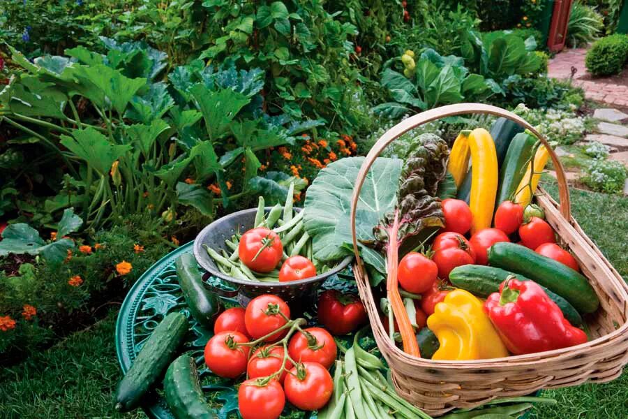 овощи в саду. огород урожай. корзинка в огороде. овощи на огороде. овощи в саду.