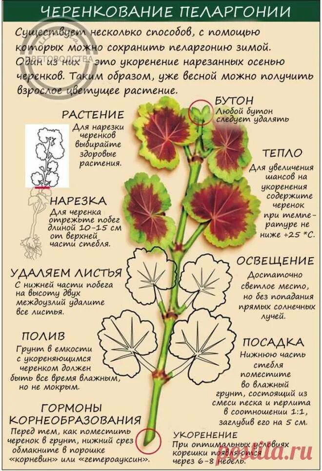 Описание листа пеларгонии. Строение пеларгонии. схема черенкования герани. пеларгония строение растения. пеларгония биологическое описание.
